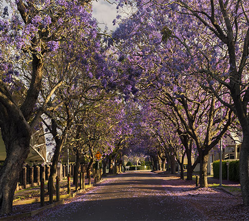 Deep purple Jacaranda trees flowering in Raymond Terrace — Air Conditioning for Home & Business Taylors Beach, NSW